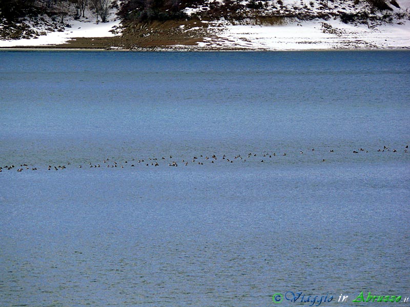 27-P1110619+.jpg - 27-P1110619+.jpg- Una colonia di uccelli staziona nelle gelide acque del lago.